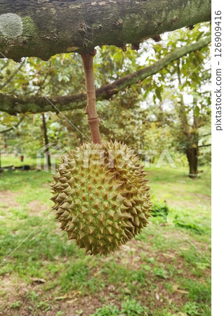 Close up of durians hanging  126909416