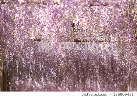 Wisteria 126909431