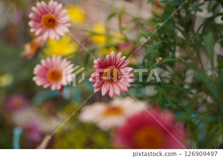 Close-Up of Pink Daisies in a Garden with Blurred Background 126909497