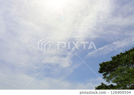 凝結尾跡、太陽、雲彩、樹木 凝結尾跡、太陽、雲彩、樹木 126909504