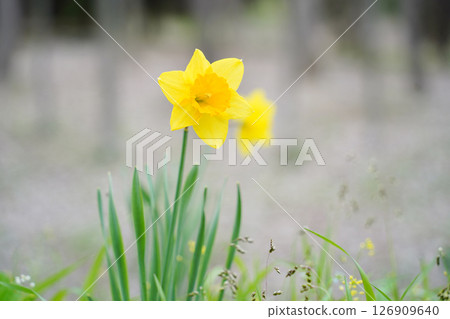 Vibrant Yellow Daffodil in Full Bloom Vibrant Yellow Daffodil in Full Bloom 126909640
