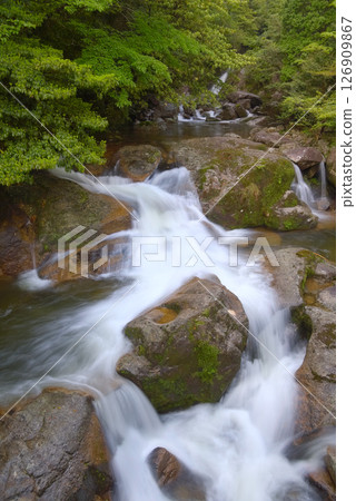 Shiratani cloud sanctuary of Yakushima Shiratani cloud sanctuary of Yakushima 126909867