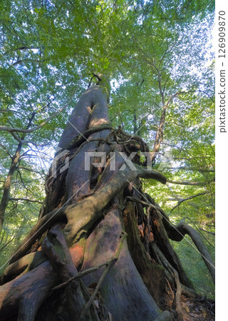 Yakushima, Shiratani Unsuikyo Gorge, Goddess Cedar 126909870