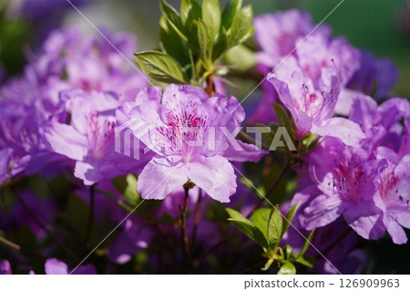 Close-Up of Vibrant Pink Azalea Bush in Full Bloom Close-Up of Vibrant Pink Azalea Bush in Full Bloom 126909963