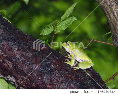 Moria gull frog 126910152