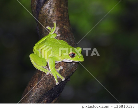 Moria gull frog 126910153