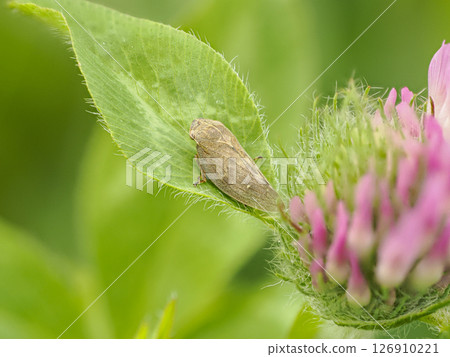 葉子上的窄狐尾草 葉子上的窄狐尾草 126910221
