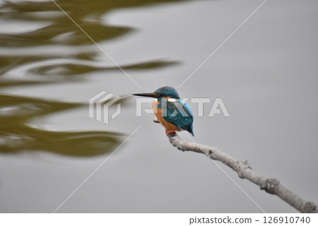 翠鳥飛過水面 翠鳥飛過水面 126910740