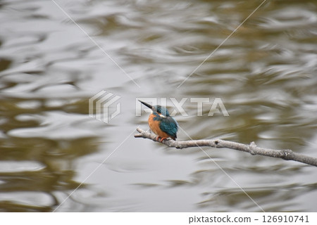 Kingfisher flying over water Kingfisher flying over water 126910741