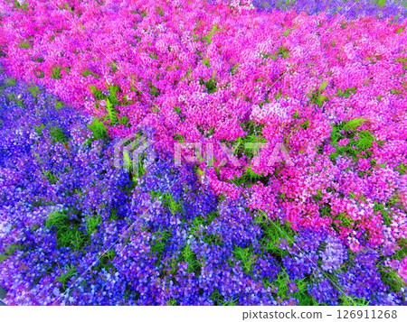 美麗的紫色和粉紅色花卉漸變 126911268