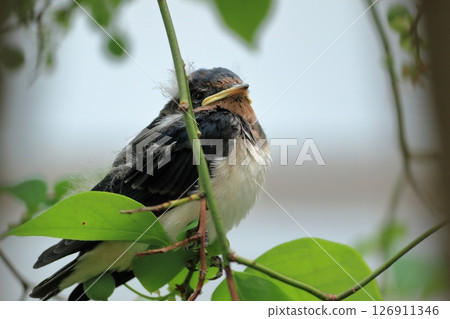 A baby swallow leaves the nest for the first time and lands on a nearby tree branch. A baby swallow leaves the nest for the first time and lands on a nearby tree branch. 126911346