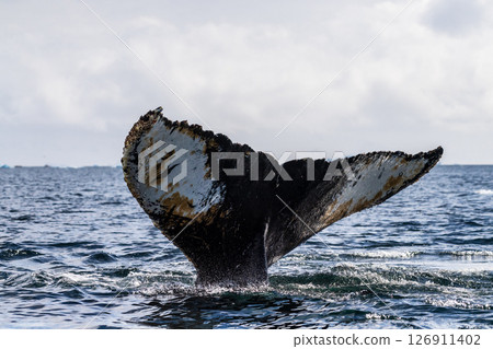 Tail of a humpback whale in the Antarctic Tail of a humpback whale in the Antarctic 126911402