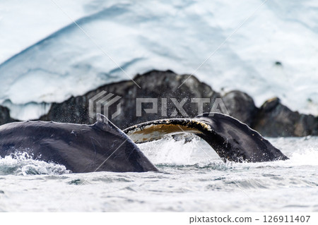 Tail of a humpback whale in the Antarctic Tail of a humpback whale in the Antarctic 126911407