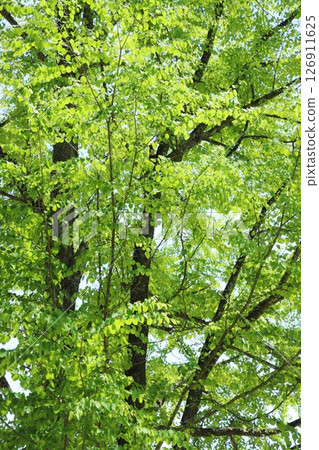 Fresh green wig trees 126911625