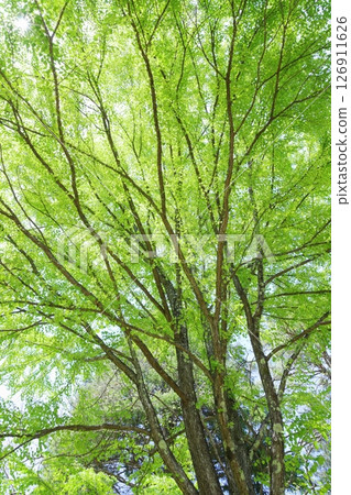 Fresh green wig trees 126911626