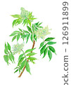 Elderberry Sambucus racemosa flower watercolor illustration 126911899