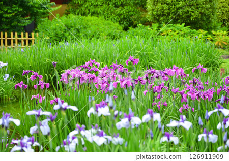 大阪：城北菖蒲園的風景，菖蒲盛開 126911909