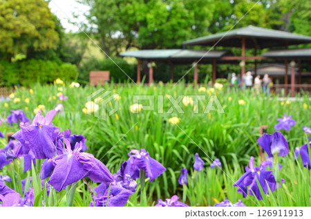 大阪：城北菖蒲園的風景，菖蒲盛開 126911913