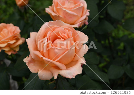 Dreams and roses Dreams and roses 126911925