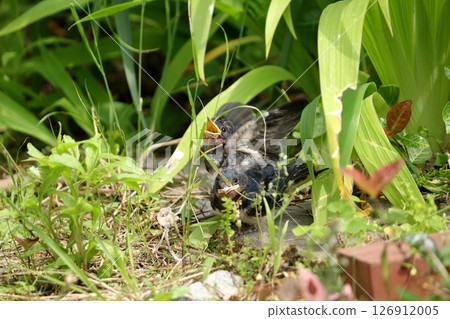 A swallow chick happily announces its location to its parent, while another chick is indifferent. 126912005