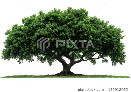 Lush, green tree isolated on white background with thick foliage and a long, curved trunk. 126912085