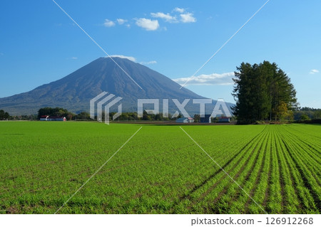 Scenery of Mount Yotei in Hokkaido floating on a shining green pasture against the clear autumn sky Ver1 Scenery of Mount Yotei in Hokkaido floating on a shining green pasture against the clear autumn sky Ver1 126912268