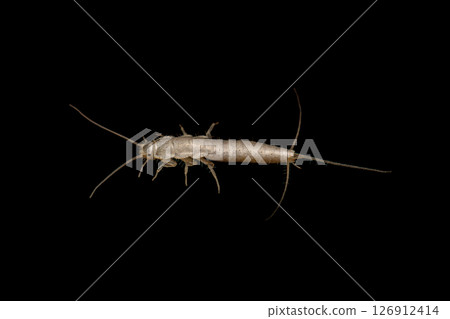 Silverfish on dark background (lateral view) 126912414