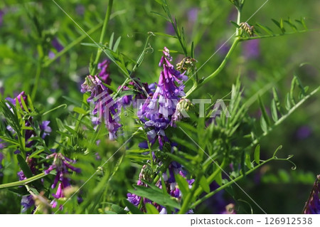 Purple wisteria flowers blooming in a spring field 126912538