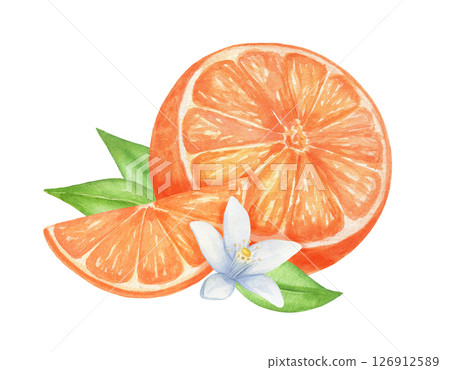 Orange with flower and leaves hand drawn watercolor composition on isolated background. 126912589