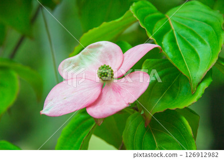 Pokeweed flower 126912982
