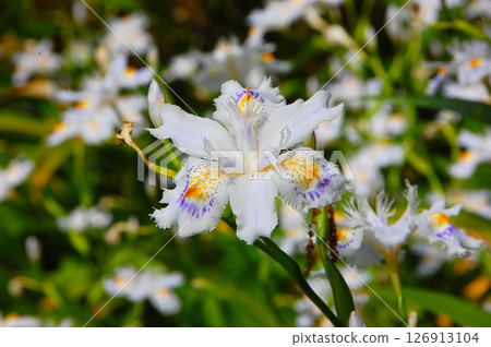 一朵精緻優雅的鳶尾花花在樹蔭下盛開 126913104