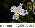 美麗的鳶尾花，花瓣狀似小鳥扇動翅膀。 126913108