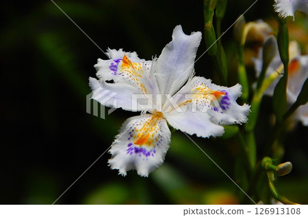 The beautiful Iris iris flower has petals that look like a bird flapping its wings. 126913108