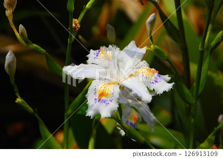A flower of the elegant Iris japonica with purple and yellow patterned petals 126913109
