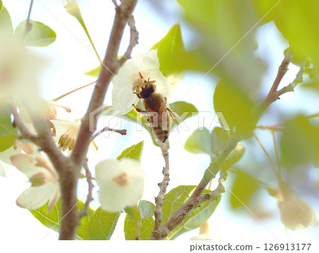 一隻蜜蜂在雪鈴花的中心摸索（菊花和蜜蜂） 126913177