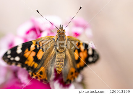 Pink lady butterfly on some sweet William flowers. High quality photo 126913199