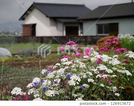 Blue cornflowers, white oleanders, and red dwarf hornwort flowers blooming in the spring on the Kanacho Plain Blue cornflowers, white oleanders, and red dwarf hornwort flowers blooming in the spring on the Kanacho Plain 126913672