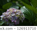 陽光繡球花 126913710