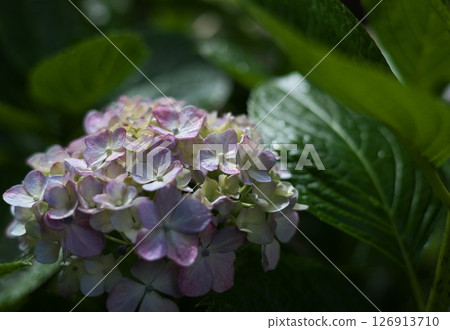 Sunny Hydrangea 126913710