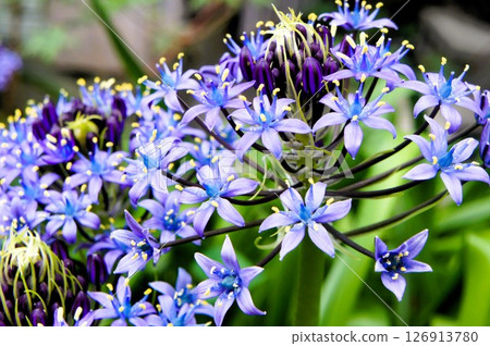 Otterium 的藍色花朵 126913780