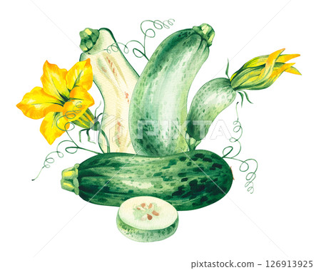Watercolor composition with zucchini isolated on white Watercolor composition with zucchini isolated on white 126913925
