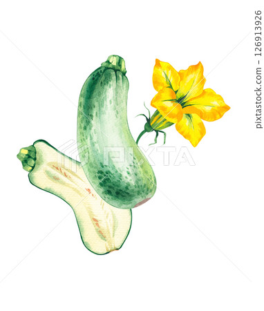 Watercolor composition with zucchini isolated on white 126913926
