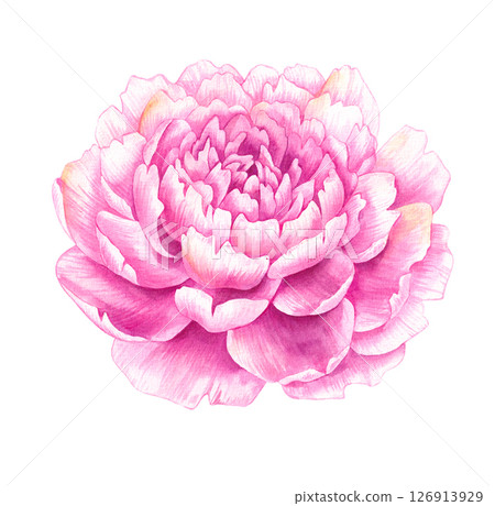 Watercolor peony flower isolated on white Watercolor peony flower isolated on white 126913929