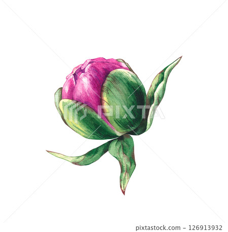 Watercolor peony flower isolated on white 126913932