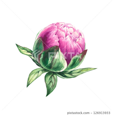 Watercolor peony flower isolated on white Watercolor peony flower isolated on white 126913933