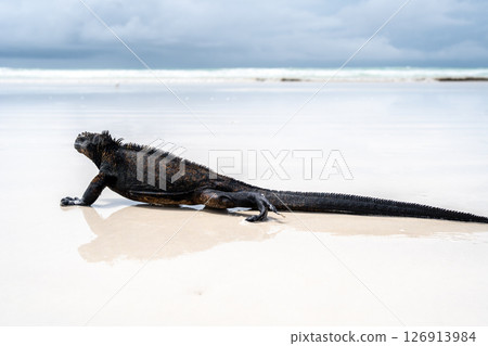 Marine iguana basking on Tortuga Bay beach, Galapagos, Ecuador Marine iguana basking on Tortuga Bay beach, Galapagos, Ecuador 126913984