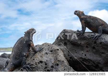 Marine iguana resting on rocks at Tortuga Bay beach, Galapagos, Ecuador 126913985
