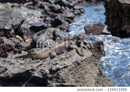 Marine iguana resting on rocks by the ocean, Galapagos Marine iguana resting on rocks by the ocean, Galapagos 126913986
