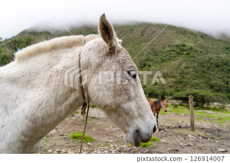 Horse resting on the Humantay Lake trek in the Peruvian Andes Horse resting on the Humantay Lake trek in the Peruvian Andes 126914007