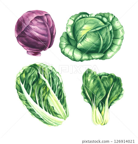 cabbage watercolor hand drawn illustrations cabbage watercolor hand drawn illustrations 126914021